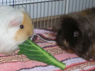 DSCN1528.jpg