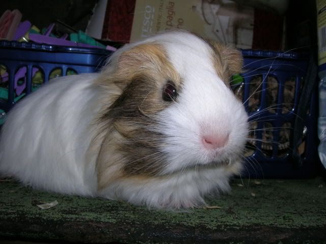 DSCN2204.jpg