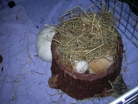 DSCN3174.jpg