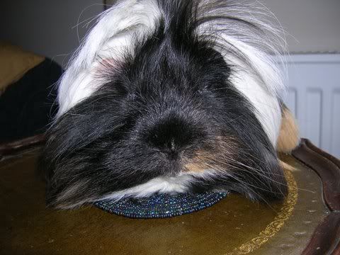 DSCN3491.jpg