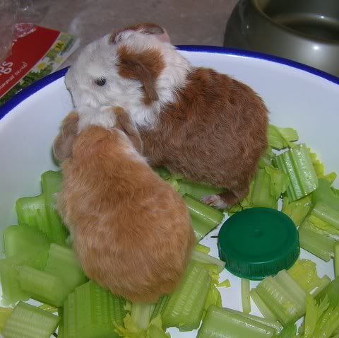 DSCN3896.jpg