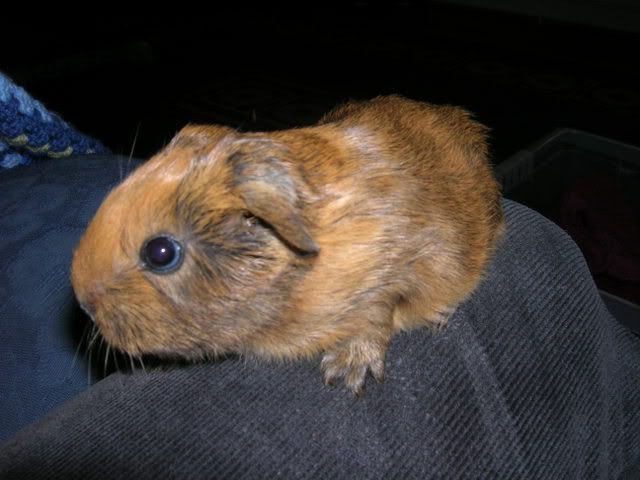 Pigs004.jpg