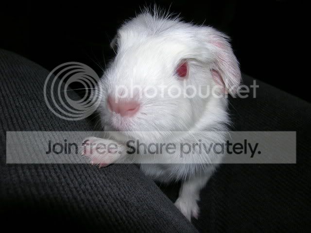 Pigs009.jpg