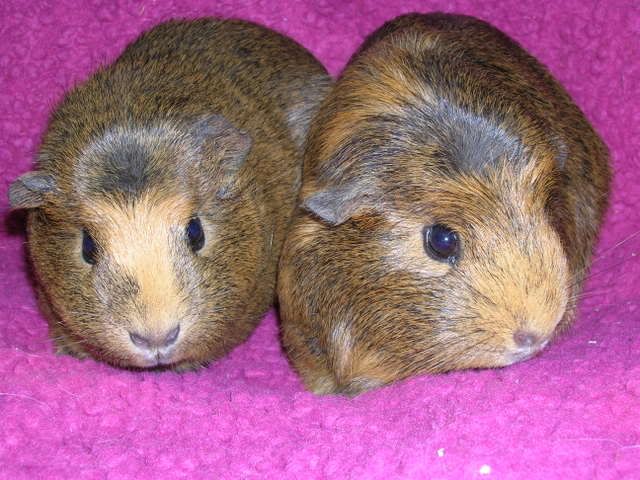 Pigs014.jpg