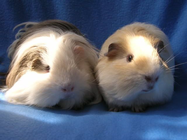 Pigs017.jpg