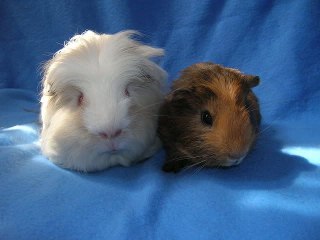 Pigs019.jpg