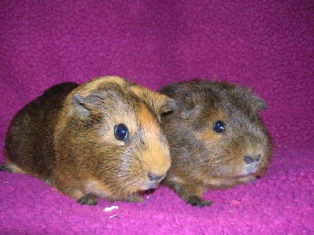 Pigs028.jpg