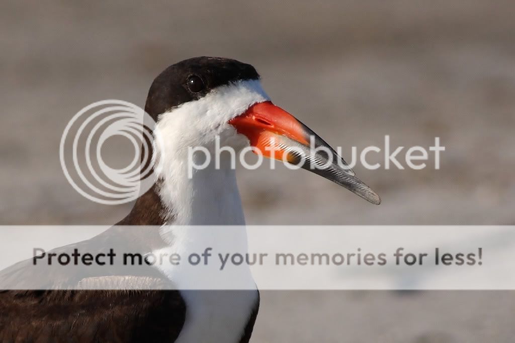 Black Skimmers (adults) -- Birds in photography-on-the.net forums